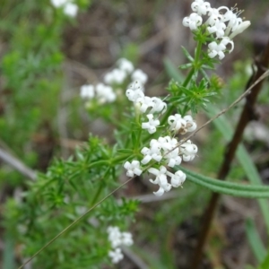 Asperula conferta at Jerrabomberra, ACT - 27 Oct 2017