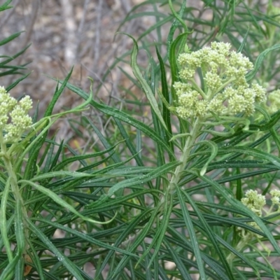 Cassinia longifolia (Shiny Cassinia, Cauliflower Bush) at Isaacs Ridge - 27 Oct 2017 by Mike