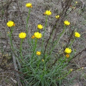 Xerochrysum viscosum at Jerrabomberra, ACT - 27 Oct 2017 03:10 PM