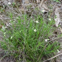 Vittadinia muelleri (Narrow-leafed New Holland Daisy) at Jerrabomberra, ACT - 27 Oct 2017 by Mike