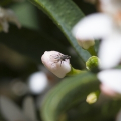 Unidentified True fly (Diptera) at Illilanga & Baroona - 6 Oct 2017 by Illilanga