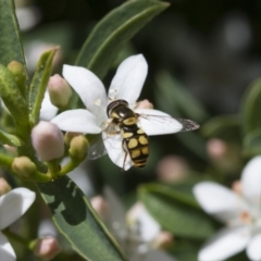 Simosyrphus grandicornis (Common hover fly) at Illilanga & Baroona - 6 Oct 2017 by Illilanga