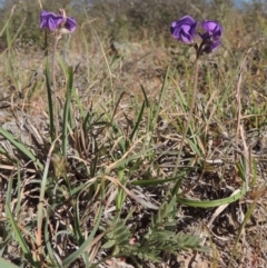 Swainsona sericea (Silky Swainson-Pea) at Gigerline Nature Reserve - 10 Oct 2017 by michaelb