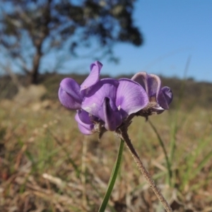 Swainsona sericea at Tennent, ACT - 10 Oct 2017