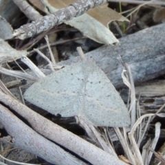 Taxeotis intermixtaria (Dark-edged Taxeotis) at Gigerline Nature Reserve - 10 Oct 2017 by michaelb