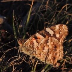 Vanessa kershawi (Australian Painted Lady) at Gigerline Nature Reserve - 10 Oct 2017 by michaelb