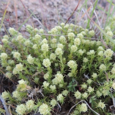 Scleranthus diander (Many-flowered Knawel) at Gigerline Nature Reserve - 10 Oct 2017 by michaelb