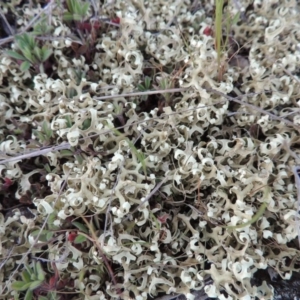 Xanthoparmelia semiviridis at Tennent, ACT - 10 Oct 2017