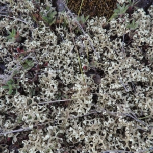 Xanthoparmelia semiviridis at Tennent, ACT - 10 Oct 2017