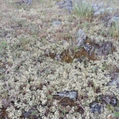 Xanthoparmelia semiviridis at Tennent, ACT - 10 Oct 2017