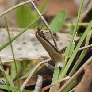 Philobota mathematica group undescribed species. at Paddys River, ACT - 27 Oct 2017 10:29 AM