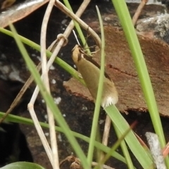 Philobota mathematica group undescribed species. at Paddys River, ACT - 27 Oct 2017