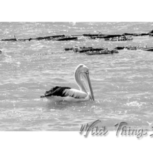 Pelecanus conspicillatus at Millingandi, NSW - 30 Sep 2017