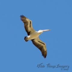 Pelecanus conspicillatus at Millingandi, NSW - 30 Sep 2017