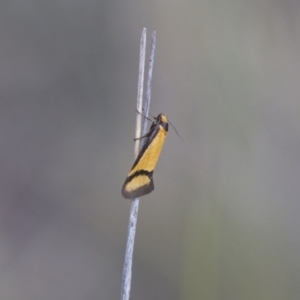 Philobota ancylotoxa at Michelago, NSW - 13 Oct 2017 02:48 PM