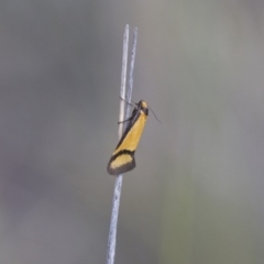 Philobota ancylotoxa (A concealer moth) at Illilanga & Baroona - 13 Oct 2017 by Illilanga