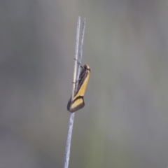 Philobota ancylotoxa at Michelago, NSW - 13 Oct 2017 02:48 PM