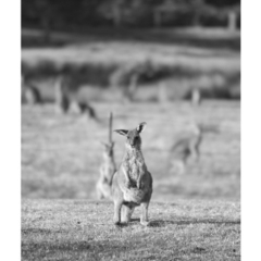 Macropus giganteus (Eastern Grey Kangaroo) at Millingandi, NSW - 17 Oct 2017 by JulesPhotographer