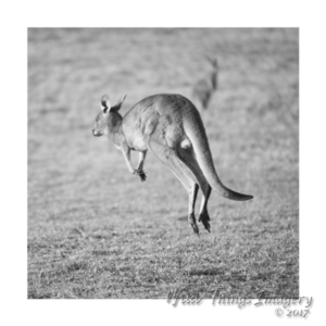 Macropus giganteus at Millingandi, NSW - 18 Oct 2017 09:05 AM