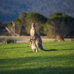 Macropus giganteus at Millingandi, NSW - 18 Oct 2017 09:05 AM