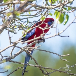 Platycercus elegans at Millingandi, NSW - 11 Oct 2017 12:22 AM