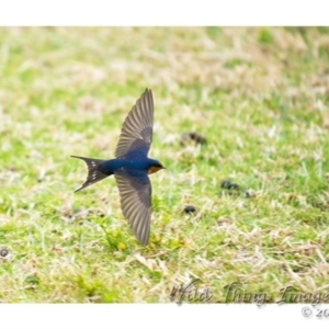 Hirundo neoxena at Millingandi, NSW - 22 Oct 2017