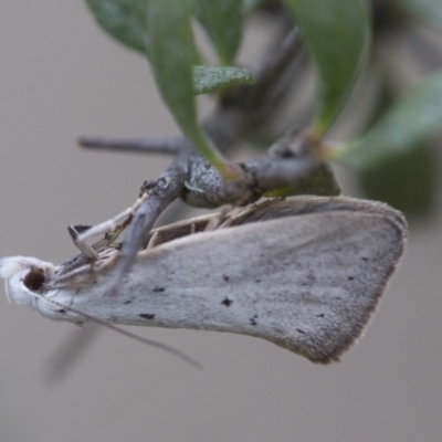 Thalerotricha mylicella (Wingia Group) at Michelago, NSW - 26 Oct 2017 by Illilanga