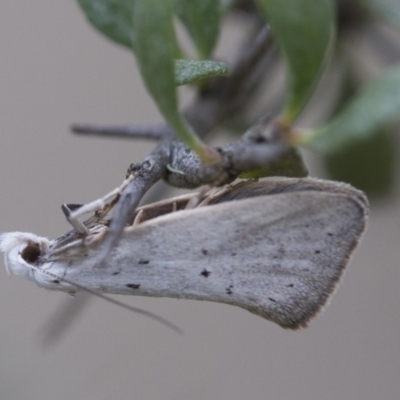 Thalerotricha mylicella (A concealer moth) at Michelago, NSW - 26 Oct 2017 by Illilanga