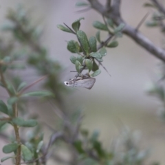 Thalerotricha mylicella at Michelago, NSW - 26 Oct 2017