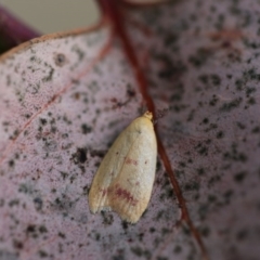 Heteroteucha occidua (A concealer moth (Wingia group)) at Googong, NSW - 26 Feb 2015 by Wandiyali