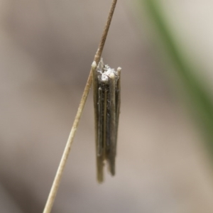 Psychidae (family) IMMATURE at Michelago, NSW - 26 Oct 2017