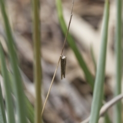 Psychidae (family) IMMATURE at Michelago, NSW - 26 Oct 2017