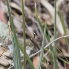 Psychidae (family) IMMATURE at Michelago, NSW - 26 Oct 2017