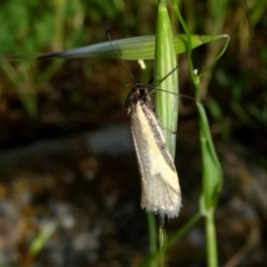 Philobota ellenella (a Concealer Moth) at Googong, NSW - 28 Oct 2017 by Wandiyali