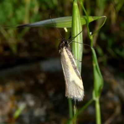Philobota ellenella (a Concealer Moth) at Wandiyali-Environa Conservation Area - 28 Oct 2017 by Wandiyali