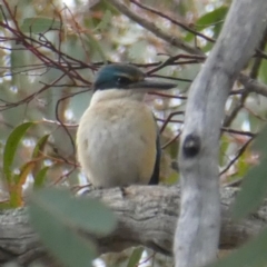 Todiramphus sanctus (Sacred Kingfisher) at Googong, NSW - 26 Oct 2017 by Wandiyali