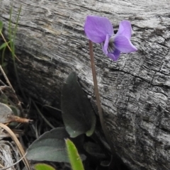 Viola betonicifolia (Mountain Violet) at Paddys River, ACT - 27 Oct 2017 by JohnBundock