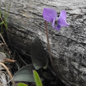 Viola betonicifolia at Paddys River, ACT - 27 Oct 2017 11:08 AM