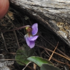 Viola betonicifolia at Paddys River, ACT - 27 Oct 2017