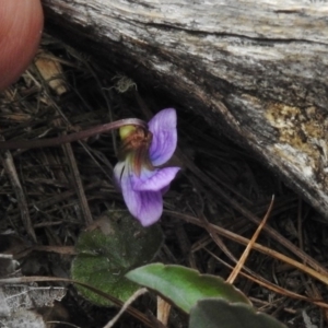 Viola betonicifolia at Paddys River, ACT - 27 Oct 2017 11:08 AM