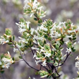 Brachyloma daphnoides at Wamboin, NSW - 28 Oct 2017