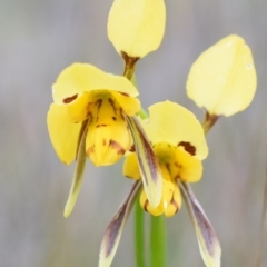 Diuris sulphurea (Tiger Orchid) at QPRC LGA - 28 Oct 2017 by Varanus