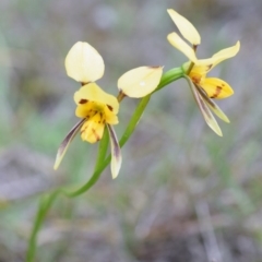 Diuris sulphurea at Wamboin, NSW - suppressed