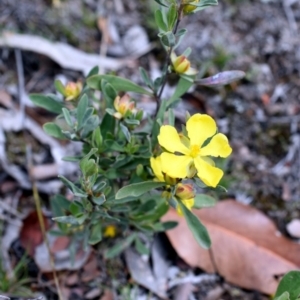 Hibbertia obtusifolia at Wamboin, NSW - 28 Oct 2017