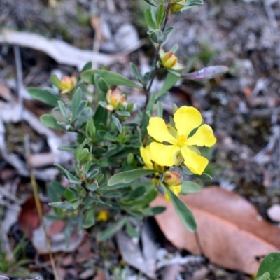 Hibbertia obtusifolia (Grey Guinea-flower) at QPRC LGA - 28 Oct 2017 by Varanus