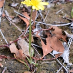 Microseris walteri (Yam Daisy, Murnong) at Wamboin, NSW - 28 Oct 2017 by Varanus