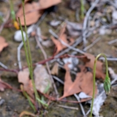 Microseris walteri at Wamboin, NSW - 28 Oct 2017