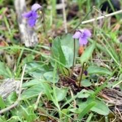 Viola betonicifolia (Mountain Violet) at Wamboin, NSW - 28 Oct 2017 by Varanus