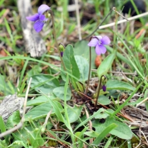 Viola betonicifolia at Wamboin, NSW - 28 Oct 2017