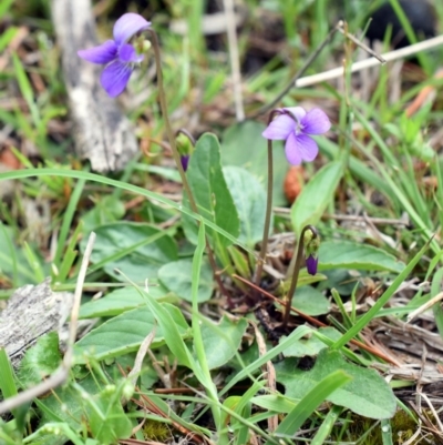 Viola betonicifolia (Mountain Violet) at QPRC LGA - 28 Oct 2017 by Varanus